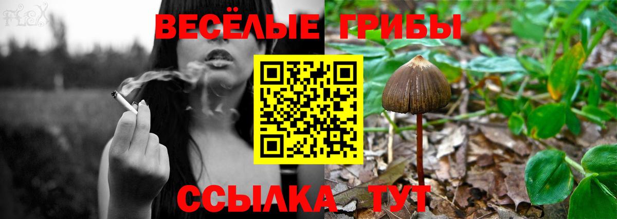 Псилоцибиновые грибы Cubensis Россошь